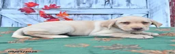 Labrador Retriever dogs for sale: Hazel - Ad 5
