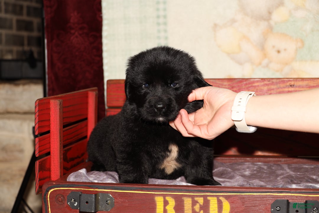 Newfoundland dogs for sale: Storm - Ad 4