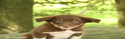 Border Collie dogs for sale: Freddie - Ad 5