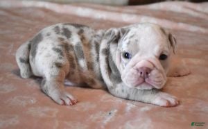 English Bulldog dogs ANNA LILAC MERLE - Ad 4