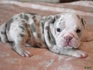 English Bulldog dogs ANNA LILAC MERLE - Ad 4
