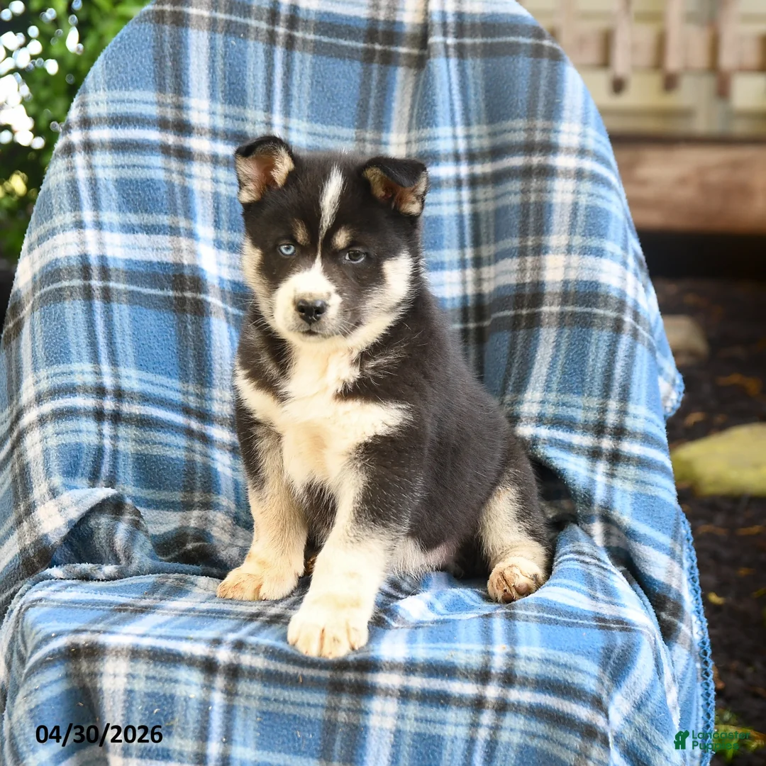 Pomsky dogs for sale: Togo - Ad 1
