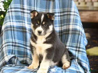 Pomsky dogs for sale: Togo - Ad 2
