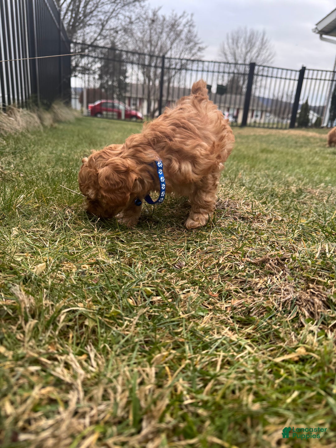 Miniature Poodle dogs for sale: Miniature Poodle Milo - Ad 9