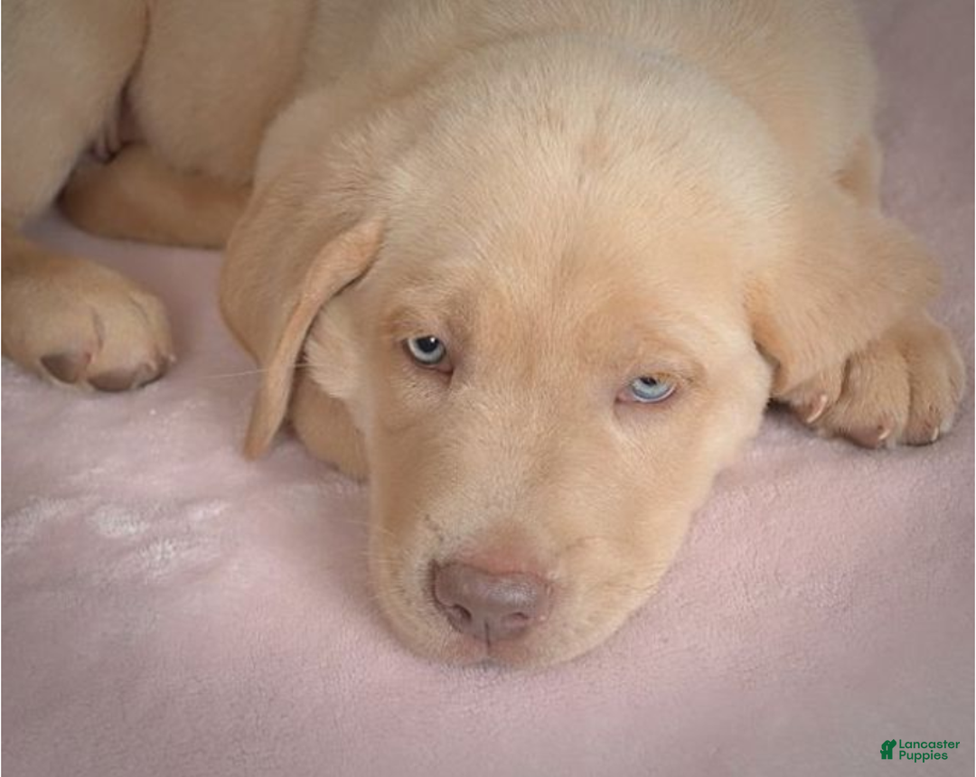 Labrador Retriever dogs for sale: Labrador Retriever Puppy 5 - Ad 16