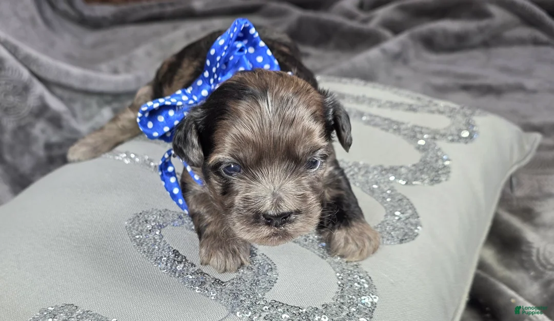 Shihpoo dogs for sale: Shihpoo Puppy 3 - Ad 2