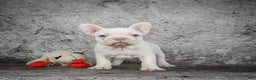 French Bulldog dogs for sale: Bella - Ad 2