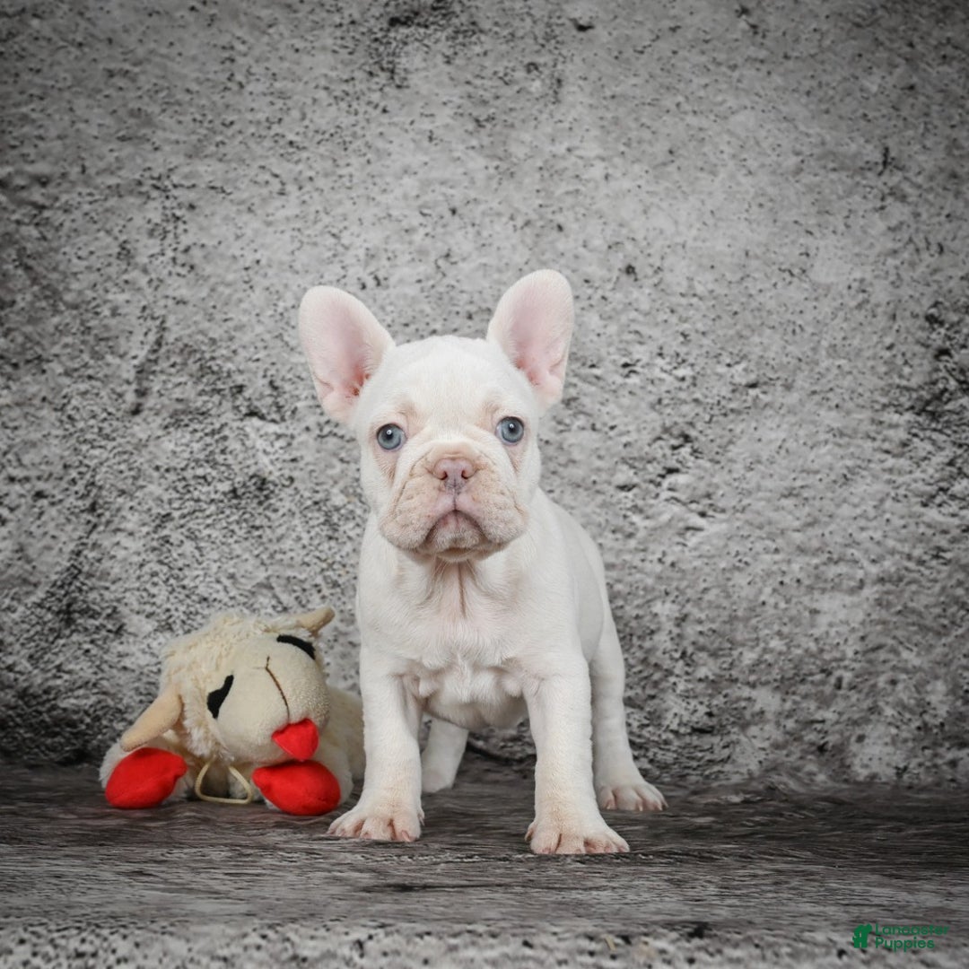 French Bulldog dogs for sale: Bella - Ad 2