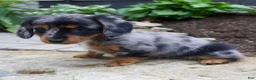 Miniature Dachshund dogs for sale: Gabby - Ad 2