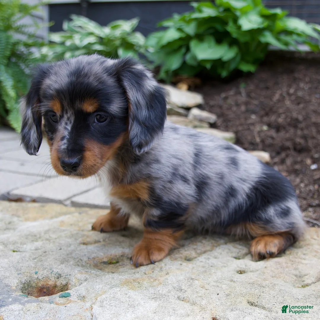 Miniature Dachshund dogs for sale: Gabby - Ad 2
