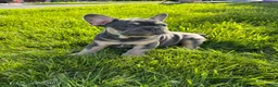 French Bulldog dogs for sale: Tales - Ad 4