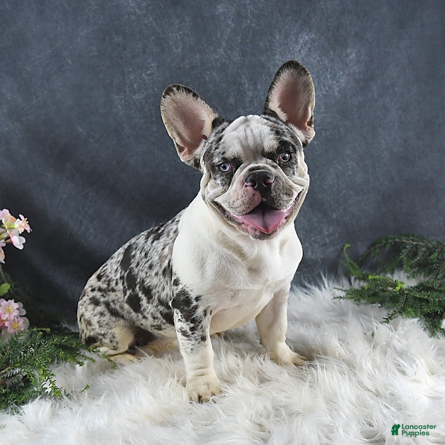 French Bulldog dogs for sale: Jenny - Ad 6