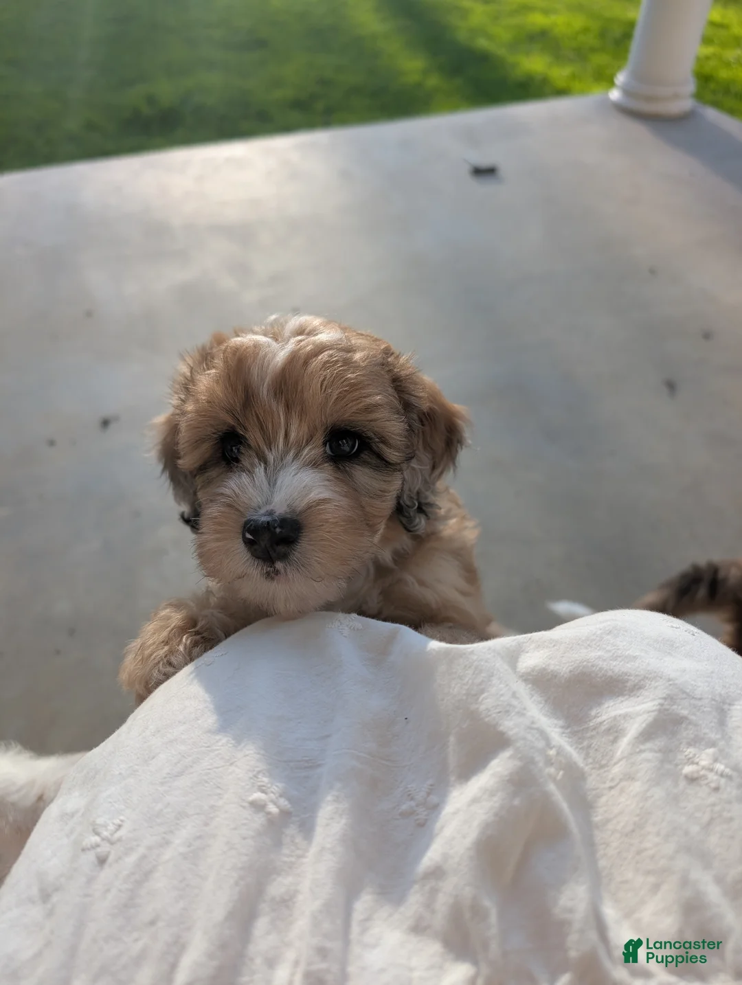 Aussiedoodle dogs for sale: Aster - Ad 2