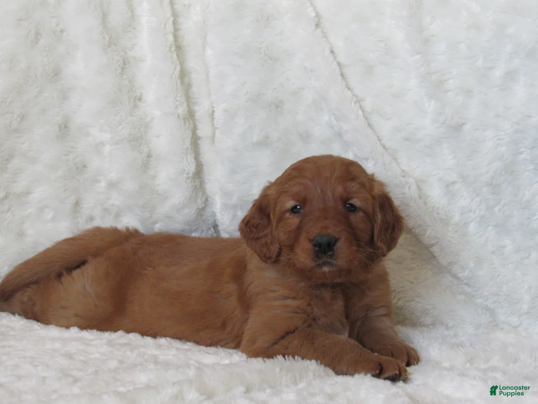 Golden Retriever dogs for sale: HAILEY - Ad 5
