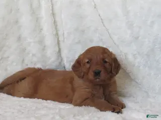 Golden Retriever dogs HARPER - Ad 15