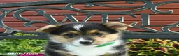 Welsh Corgi Pembroke dogs for sale: Ryan - Ad 3