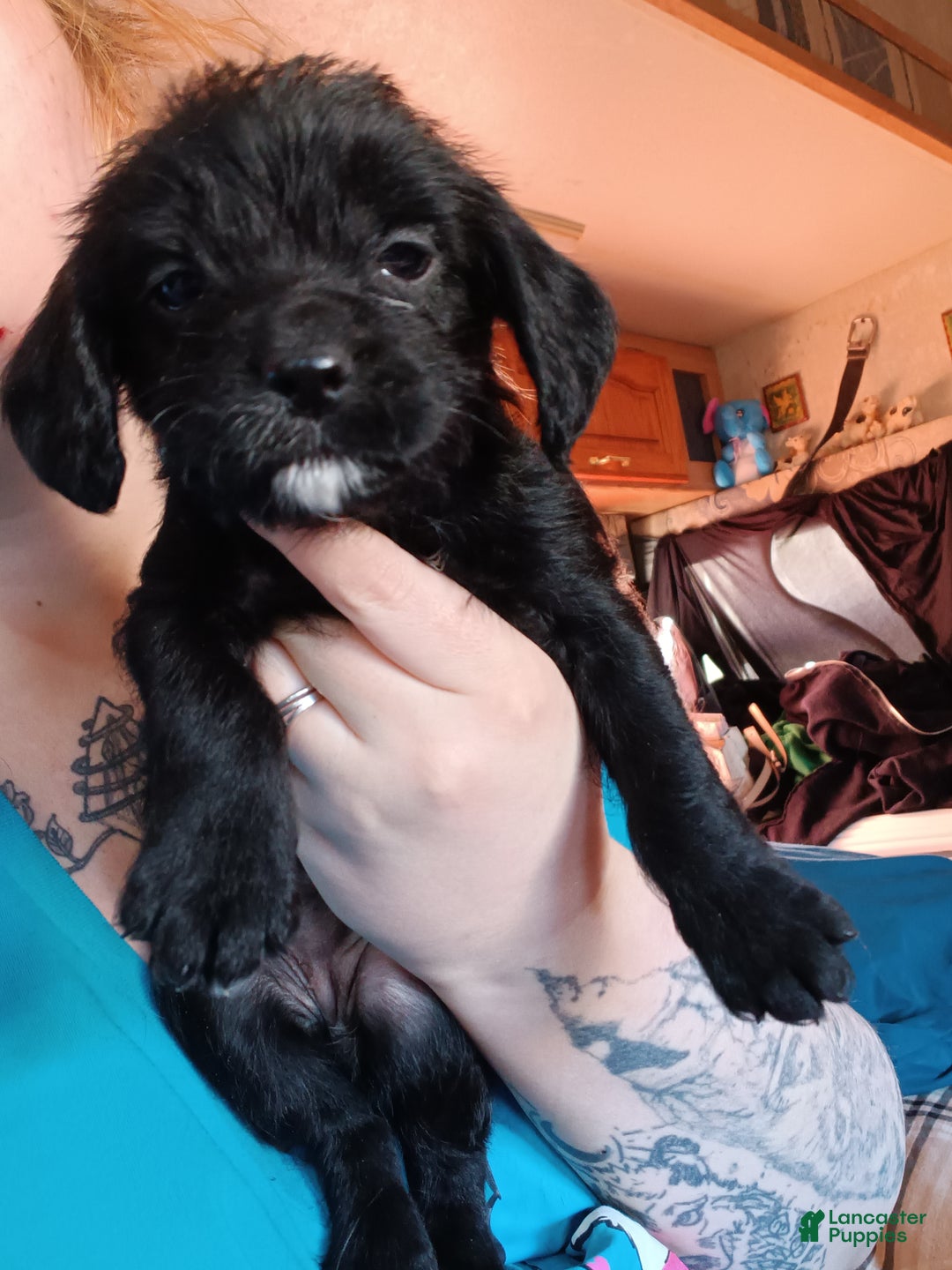 Mixed Breed dogs for sale: Mixed Breed Puppy 3 - Ad 1