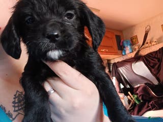 Mixed Breed dogs Mixed Breed Puppy 3 - Ad 26