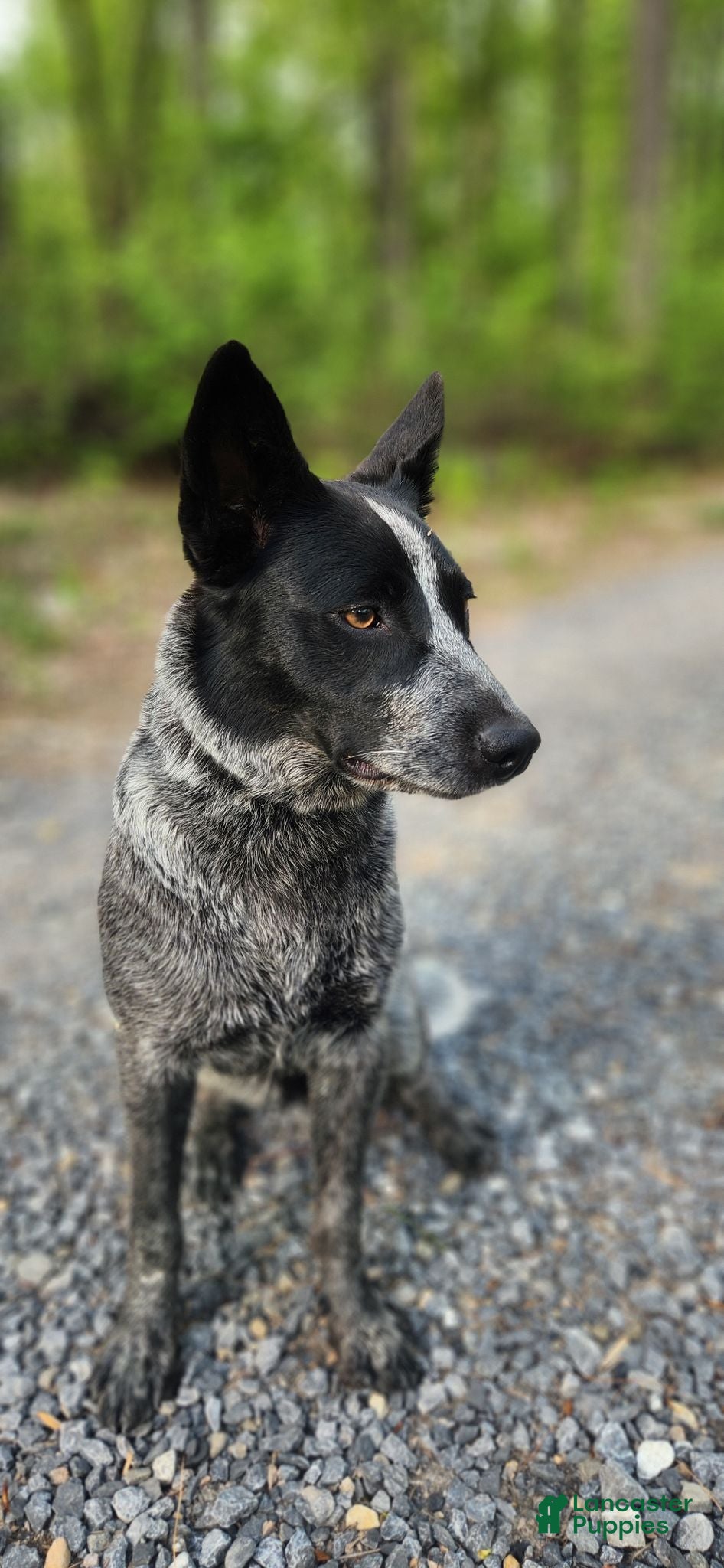 Mixed Breed dogs Arwen - Ad 2