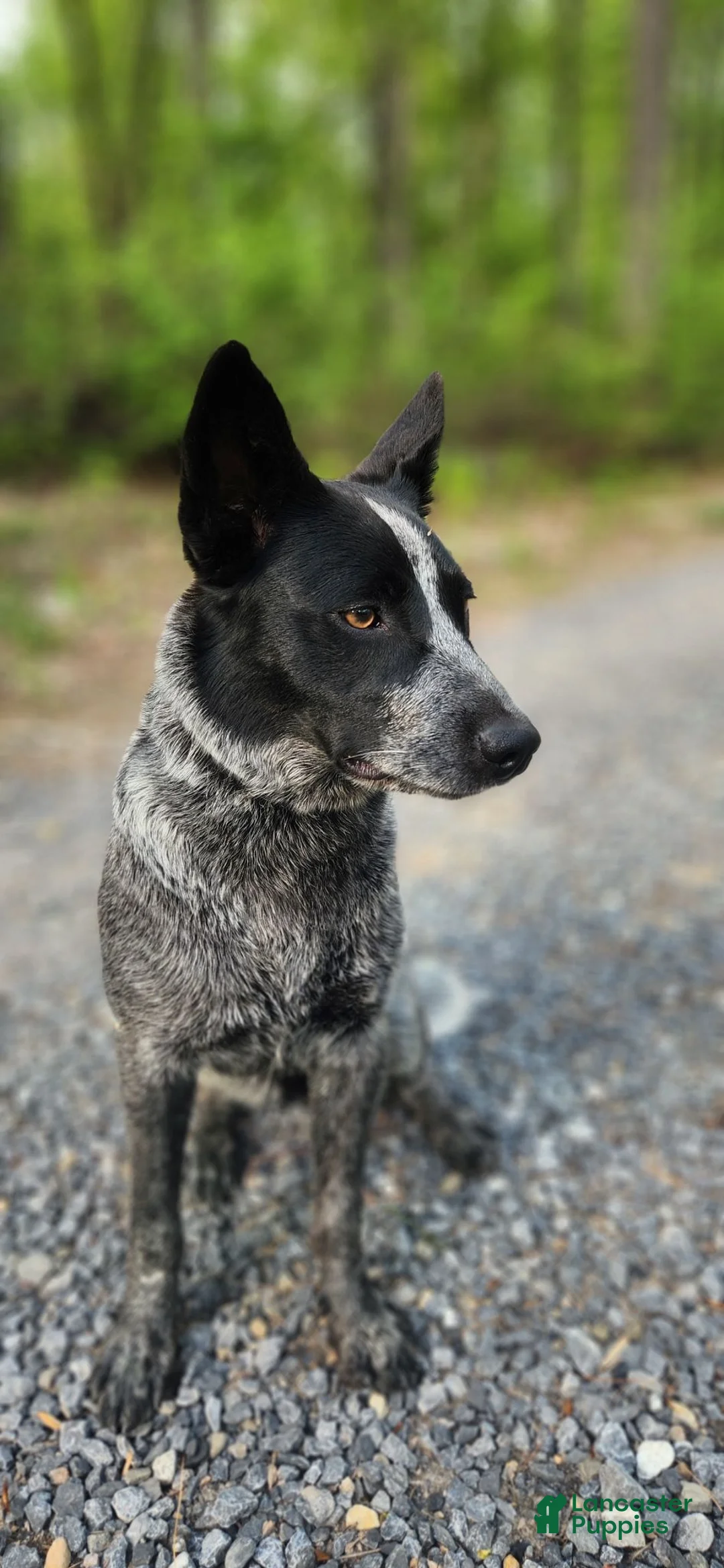 Mixed Breed dogs for sale: Meridoc - Ad 2