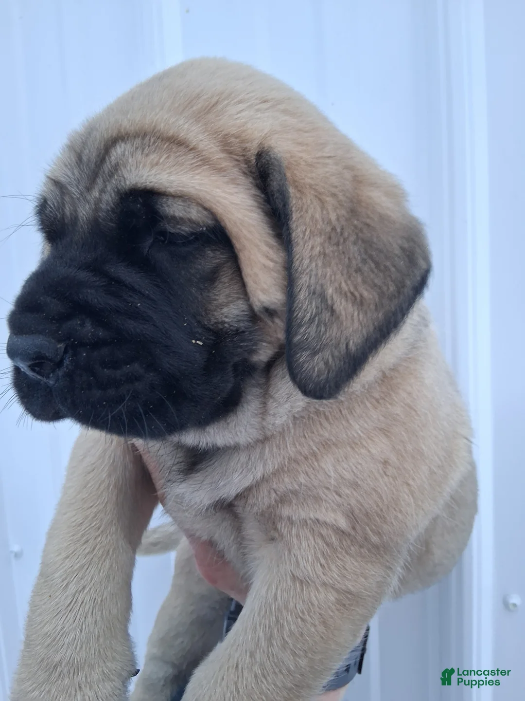 English Mastiff dogs for sale: Brutus  - Ad 2