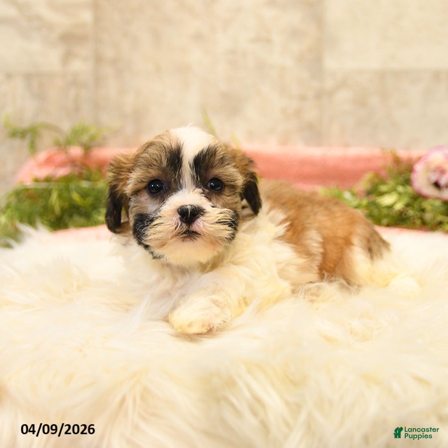 Teddy Bear dogs Tamara - Ad 2