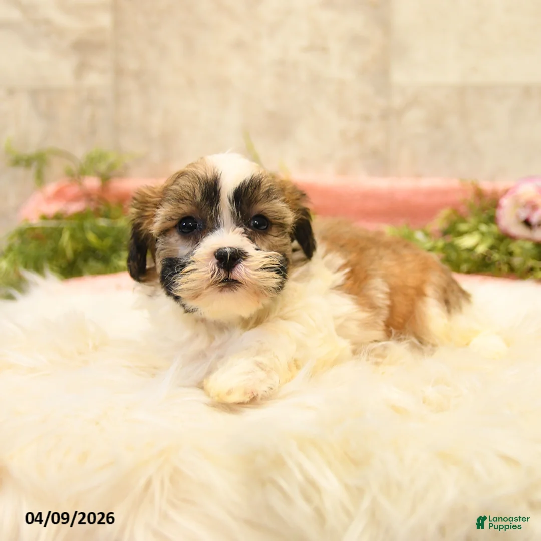 Teddy Bear dogs for sale: Tamara - Ad 2