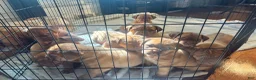 Dogue De Bordeaux dogs for sale: Dogue De Bordeaux Puppy 5 - Ad 32