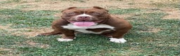 American Bully dogs for sale: Urban - Ad 21