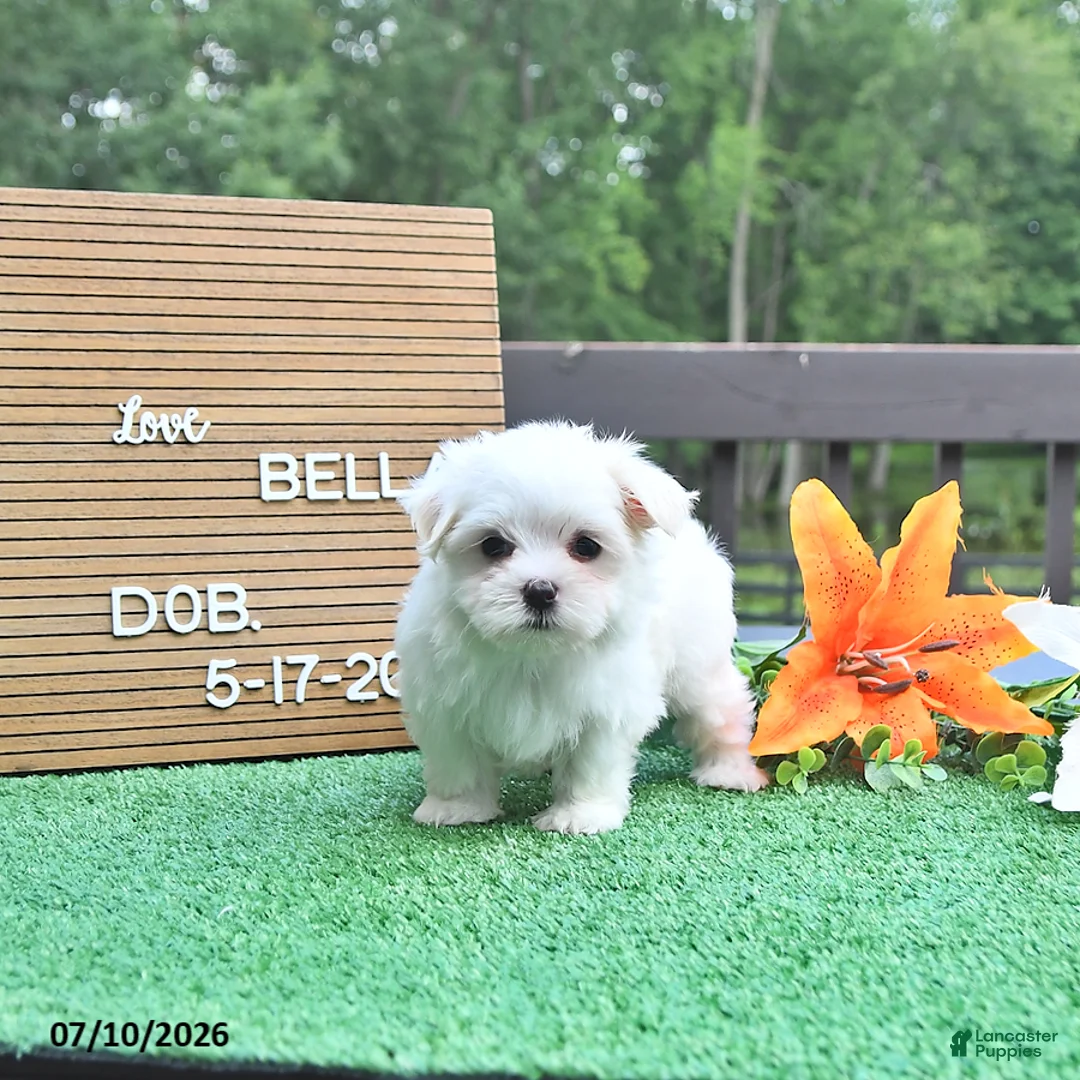 Maltese dogs for sale: Bella   - Ad 2