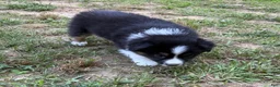 Australian Shepherd dogs for sale: Mr. Fluffy - Ad 8