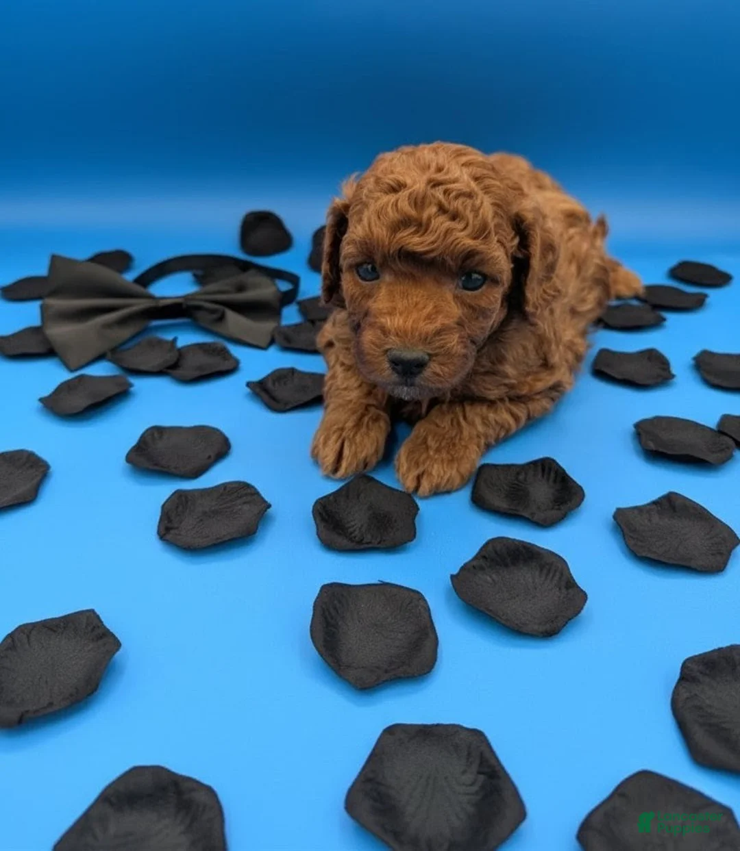 Toy Poodle dogs for sale: Oliver 🖤 - Ad 12