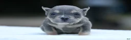 American Bully dogs for sale: Blue Tri Female - Ad 2
