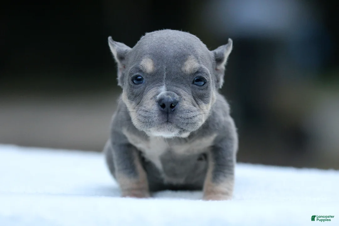 American Bully dogs for sale: Blue Tri Female - Ad 2
