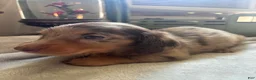 Dachshund dogs for sale: Glenn AKC long coat mini - Ad 9
