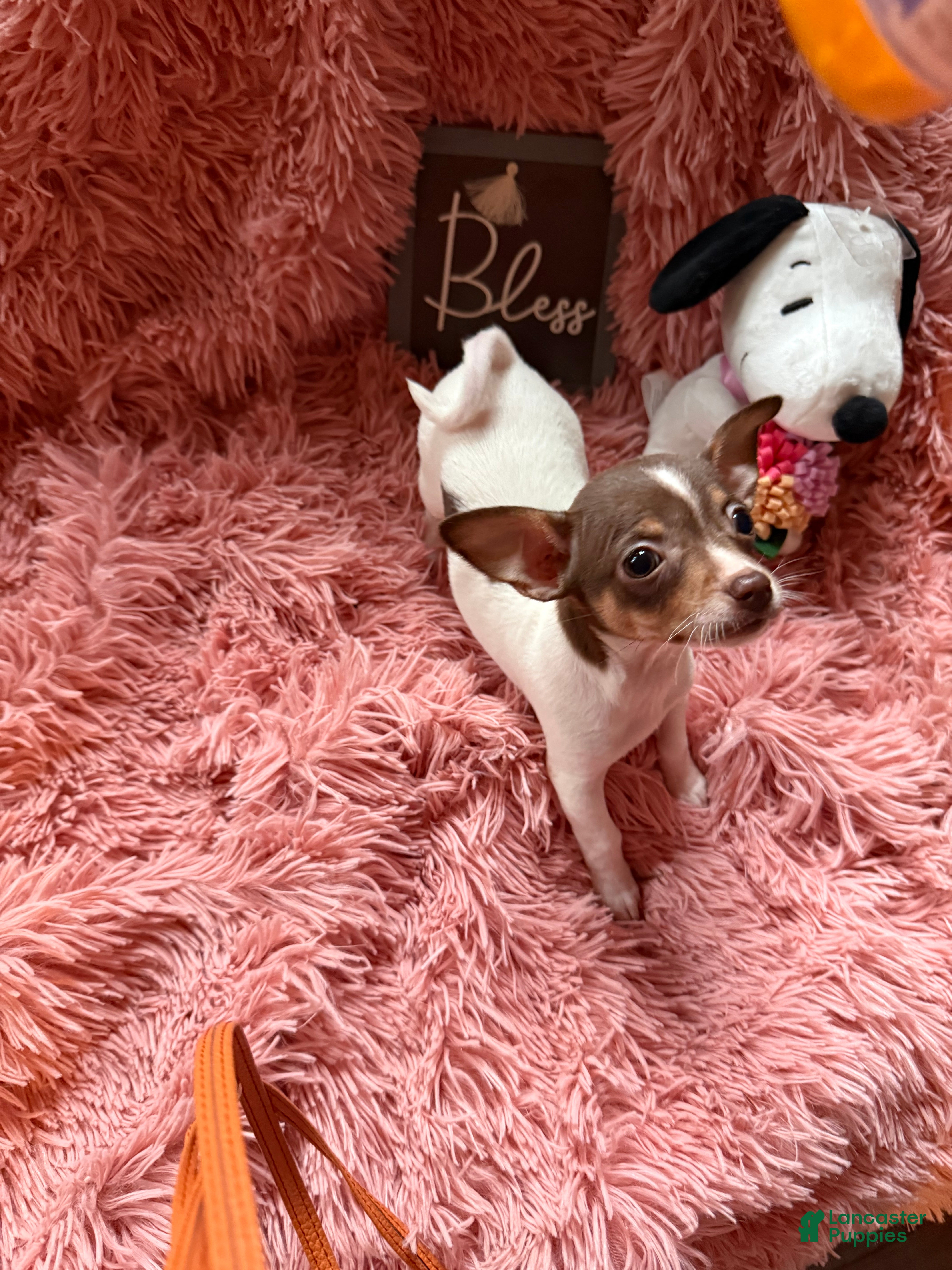 Chihuahua dogs for sale: Teacup Tiny - Ad 1
