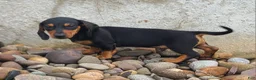 Miniature Dachshund dogs for sale: IGOR - Ad 8