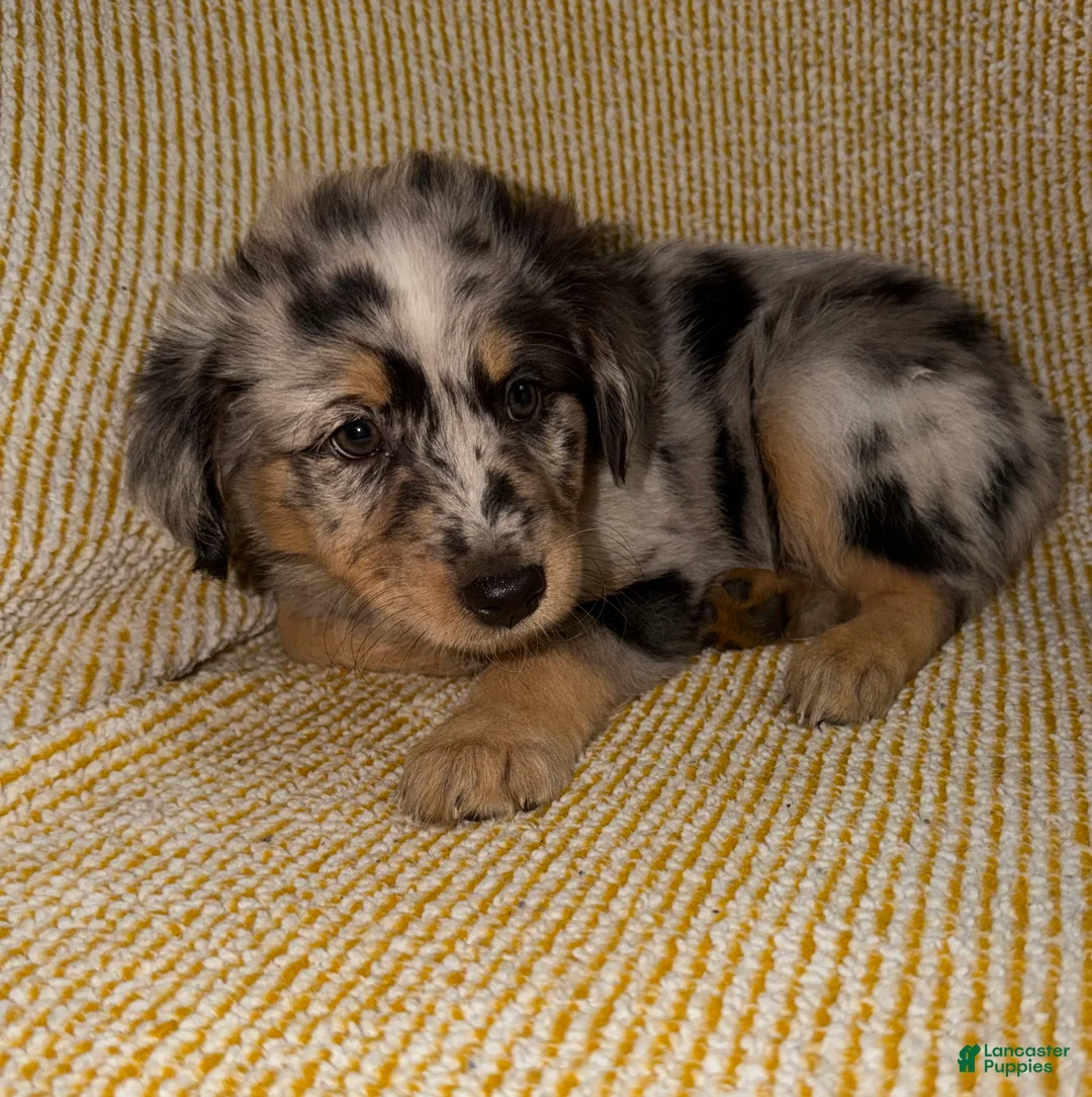 Miniature Australian Shepherd dogs for sale: Miniature Australian Shepherd Puppy 5 - Ad 2