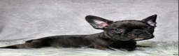 Frenchton dogs for sale: Miss Luna - Ad 7