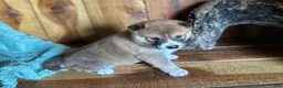 Shiba Inu dogs for sale: Shiba Inu Puppy 4 - Ad 3