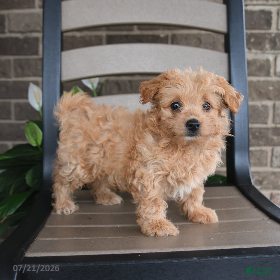 Havapoo dogs for sale: Arlo - Ad 4