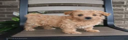 Havapoo dogs for sale: Arlo - Ad 1