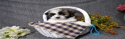 Havanese dogs for sale: Kody - Ad 5