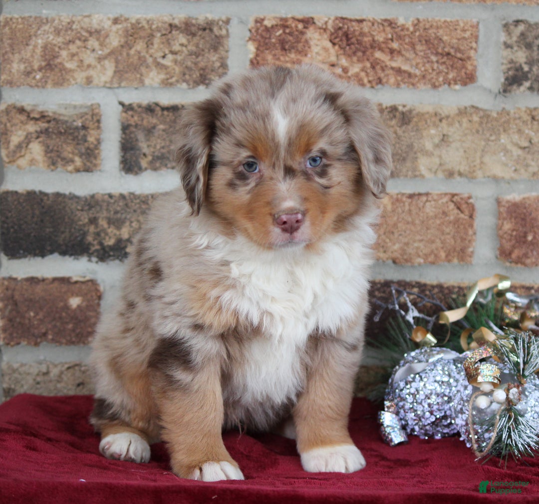 Miniature Australian Shepherd dogs for sale: Marshall - Ad 3