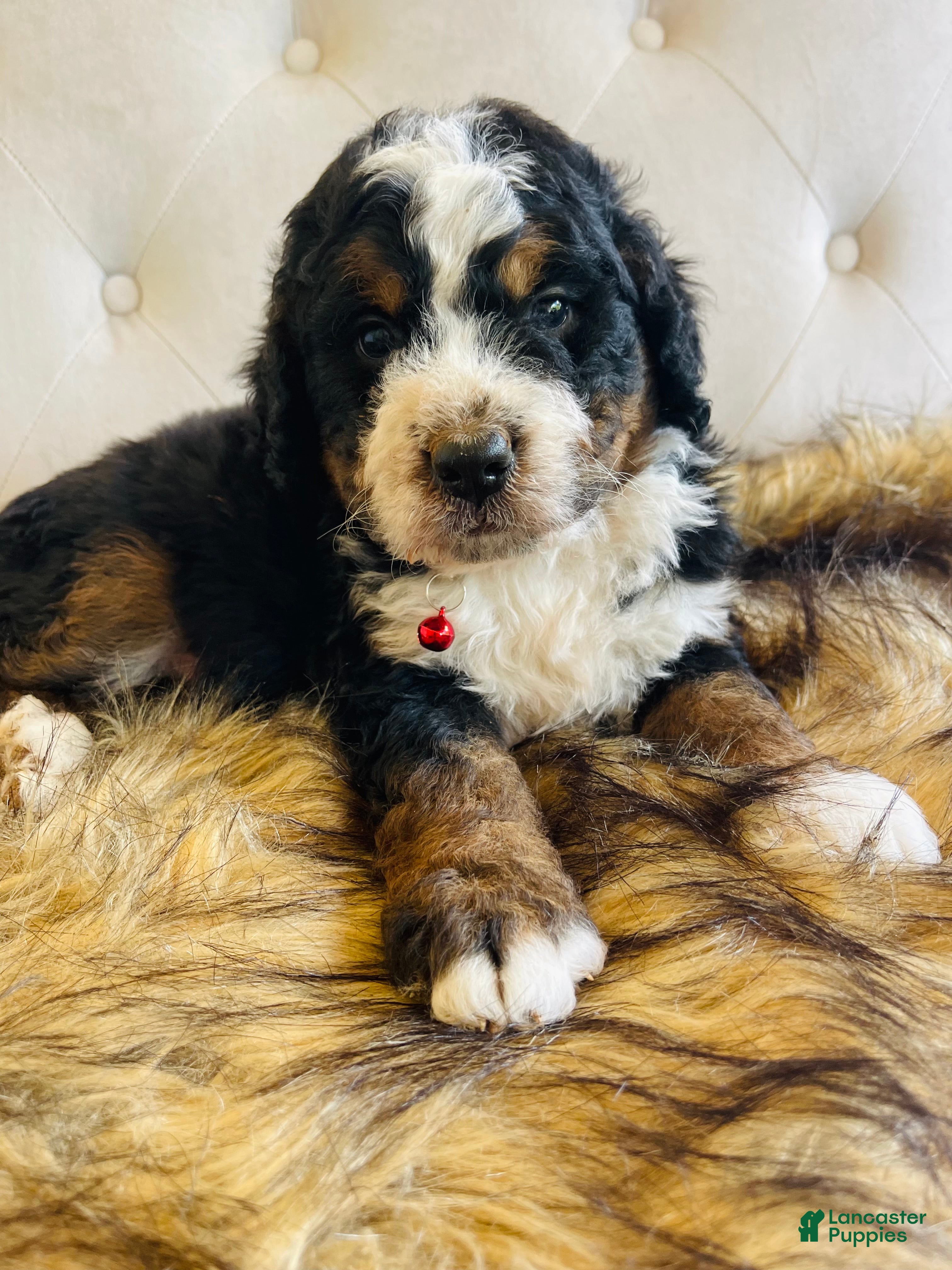 Bernedoodle dogs Macallan “ Mac”- “Ultra Bernedoodle”  - Ad 32