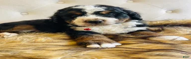 Macallan “ Mac”- “Ultra Bernedoodle” 