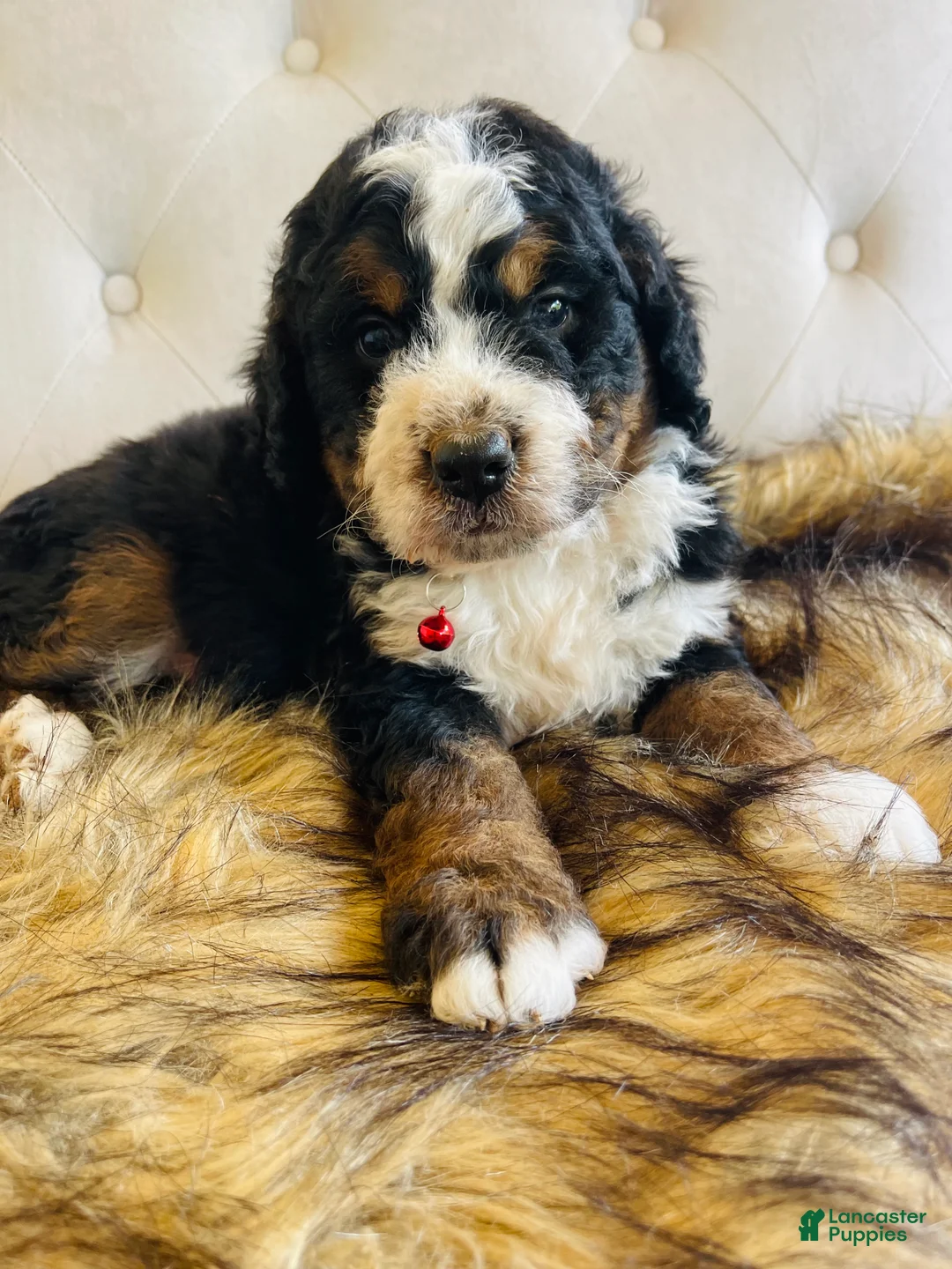 Bernedoodle dogs for sale: Macallan “ Mac”- “Ultra Bernedoodle”  - Ad 1