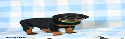 Rottweiler dogs for sale: Wendy - Ad 2