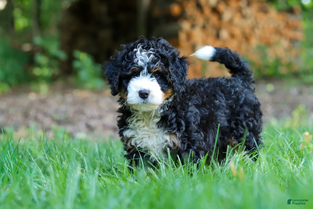 Mini Bernedoodle dogs for sale: Hershey - Ad 7