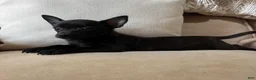 Chihuahua dogs for sale: Stew  - Ad 4